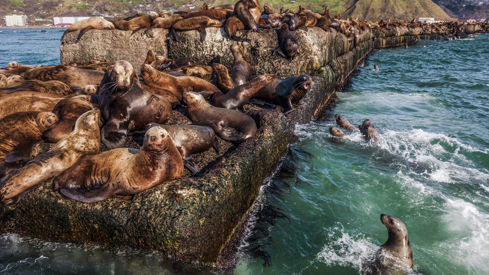 Visiting the Steller Sea Lions
