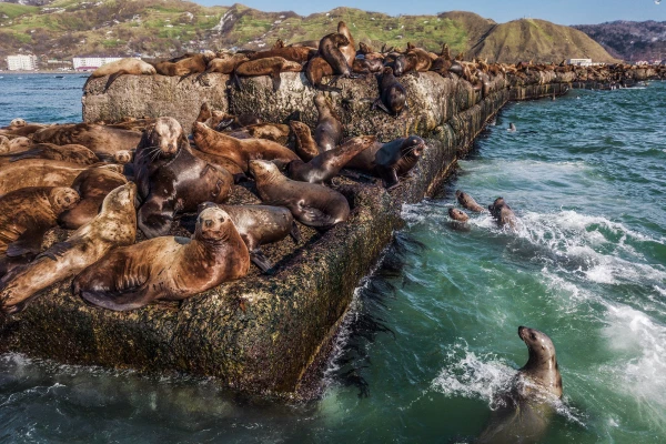 Visiting the Steller Sea Lions