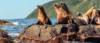Visiting the Steller Sea Lions