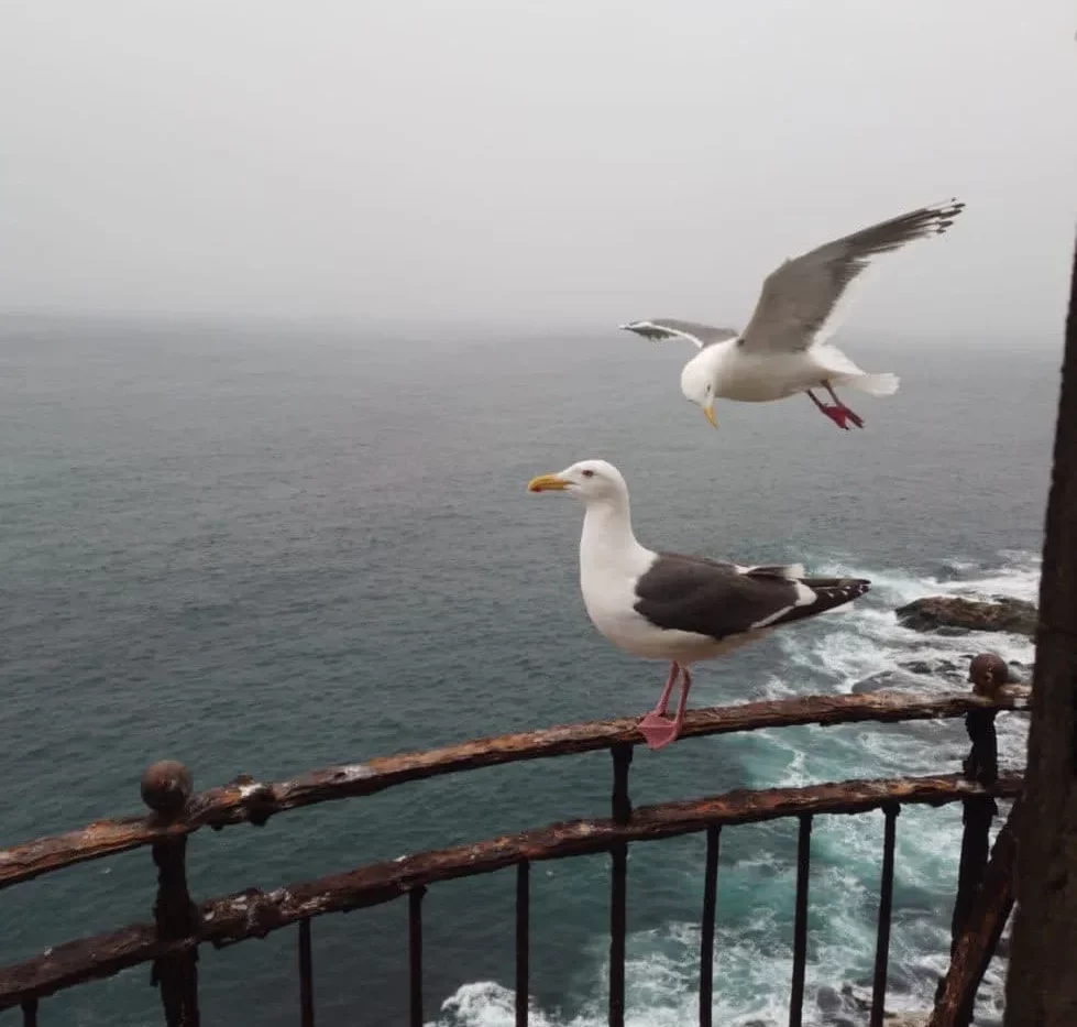 Excursion to Cape Aniva