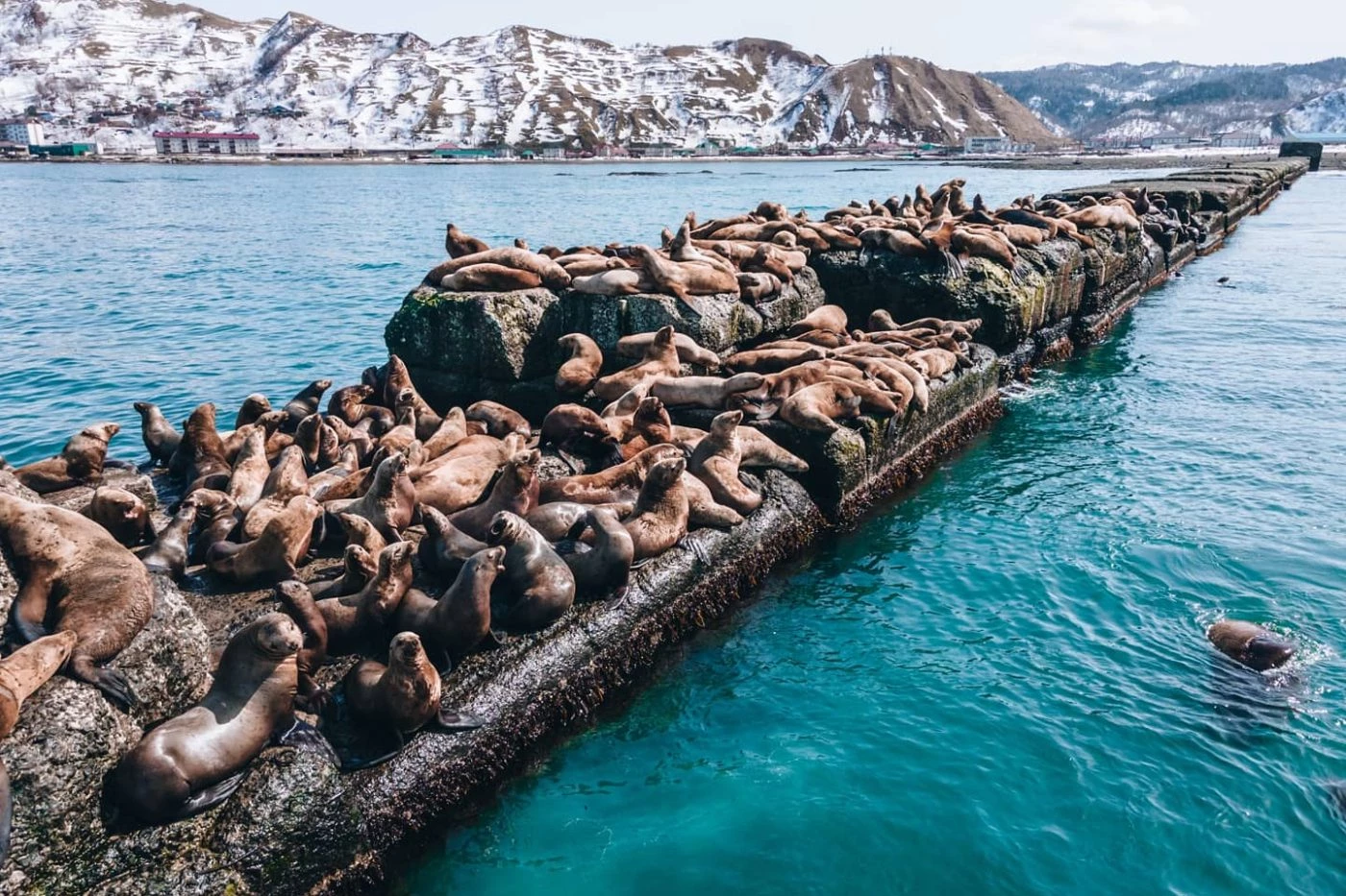 Visiting the Steller Sea Lions