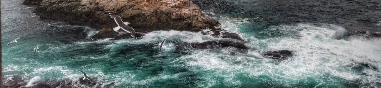 Excursion to Cape Aniva