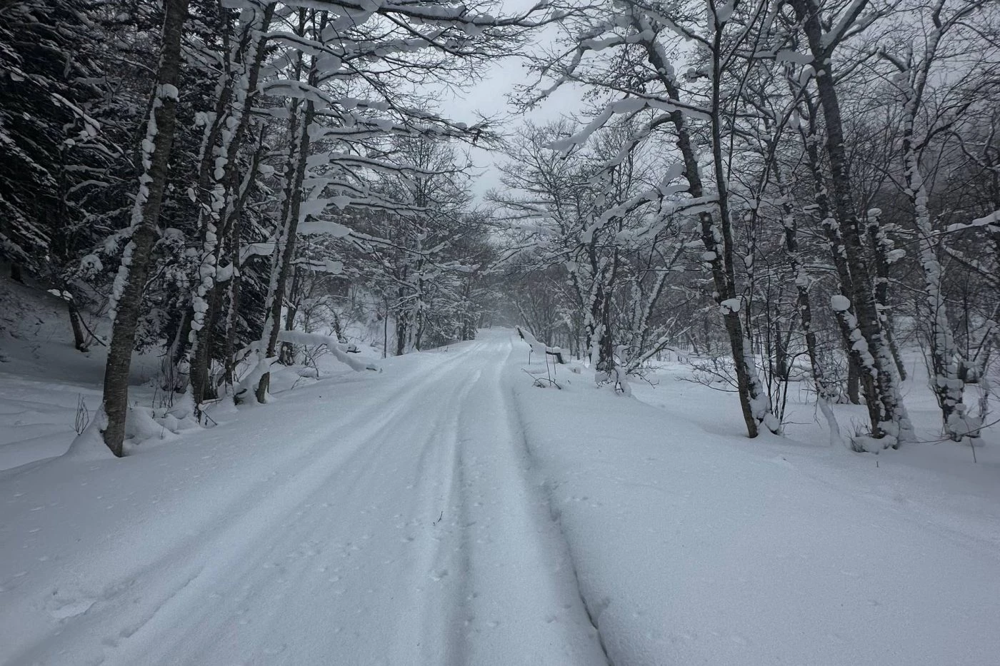 Four-hour snowmobile rides through the winter forest (Ozhidaevo)